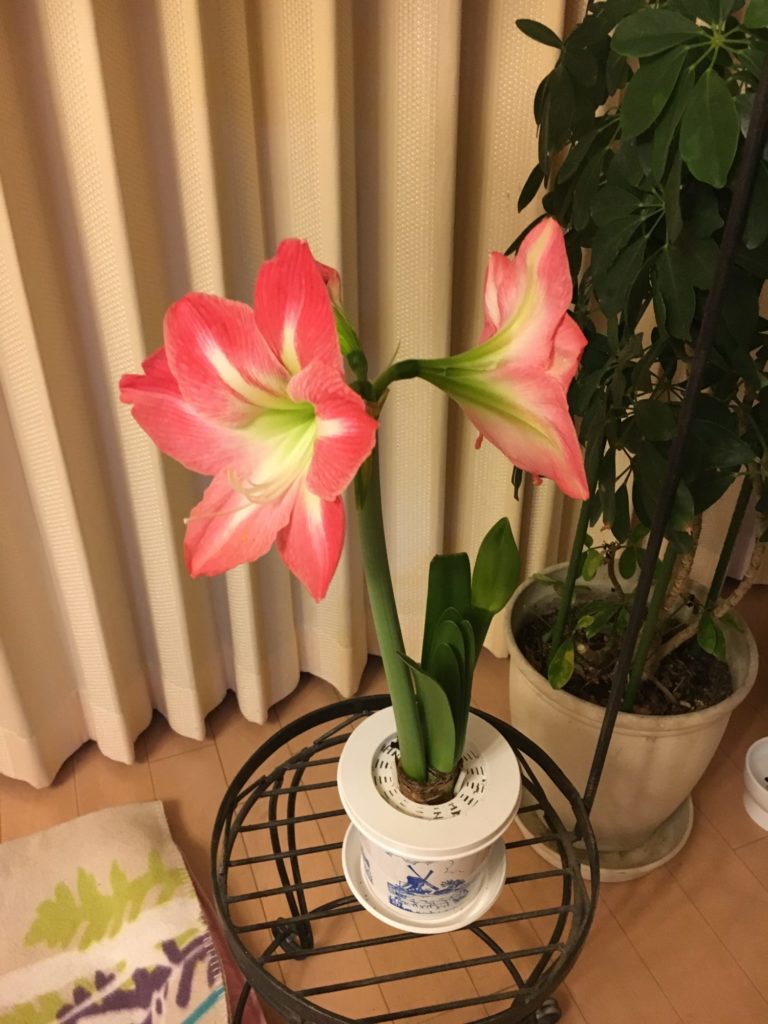 アマリリスと猫 Sunday Modeling K