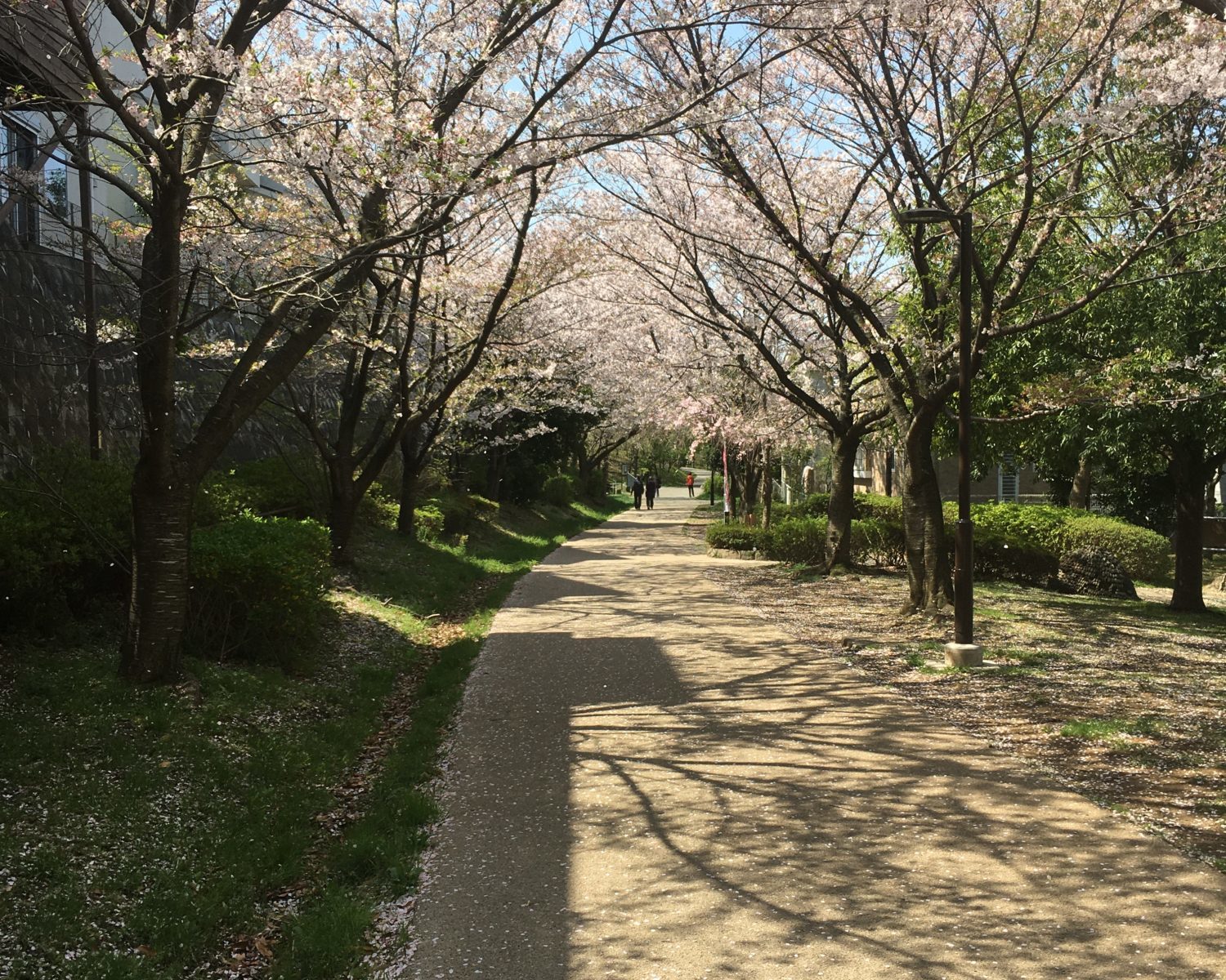 早渕公園近くの今日の桜